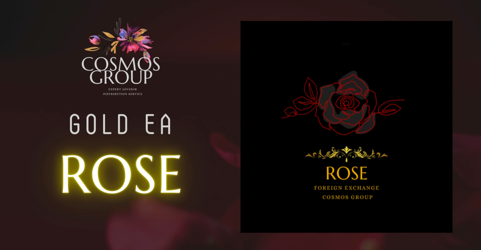 GOLD EA ROSE 週報